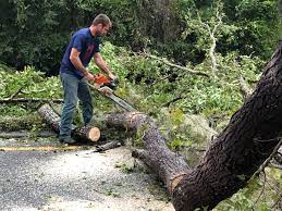 Best Leaf Removal  in Huron, SD